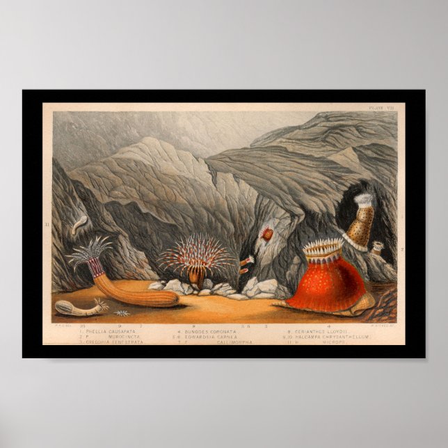 Ocean Sea Anemone marine Life Print (Front)