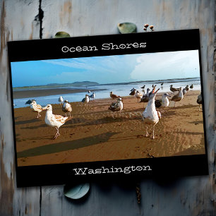 Ocean Shores WA Seagulls Begging for Fries Beach Postcard