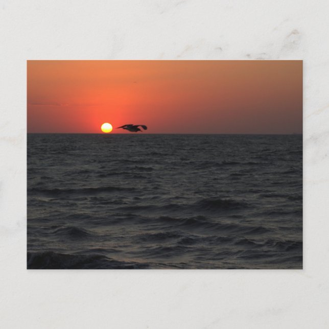 Ocean Sunset with Seagull Postcard (Front)