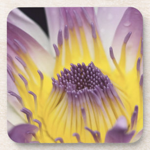 Oceania, Fiji, Purple Panama Pacifica Nymphea Coaster