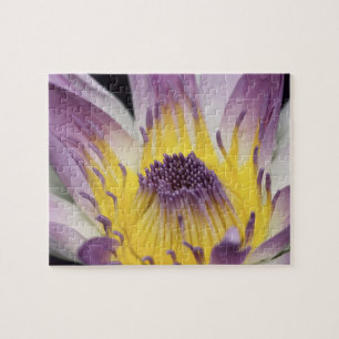 Oceania, Fiji, Purple Panama Pacifica Nymphea Jigsaw Puzzle