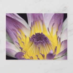 Oceania, Fiji, Purple Panama Pacifica Nymphea Postcard