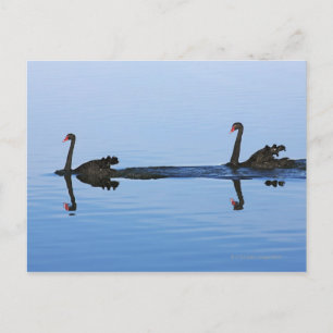 Oceania, New Zealand, South island, Hokitika - Postcard