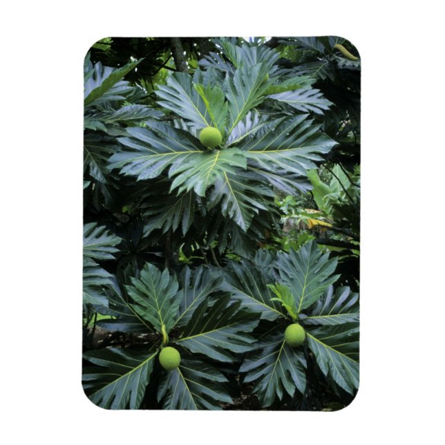 Oceania, South Pacific, French Polynesia, Magnet (Vertical)