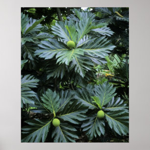 Oceania, South Pacific, French Polynesia, Poster