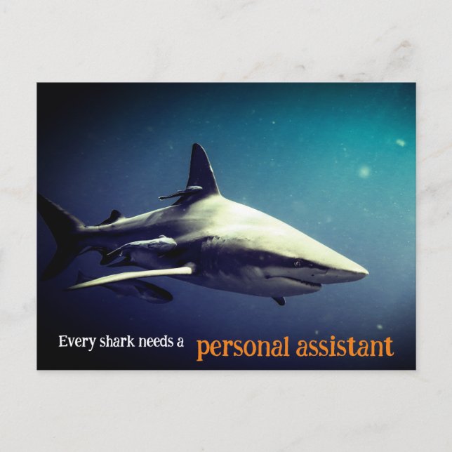 Oceanic blacktip shark underwater holiday postcard (Front)