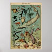 Oceanography Adolphe Millot Le Larousse Pour Tous