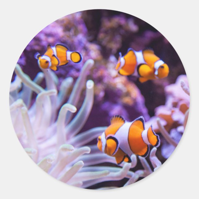 Ocellaris Clownfish | Amphiprion Ocellaris Classic Round Sticker (Front)