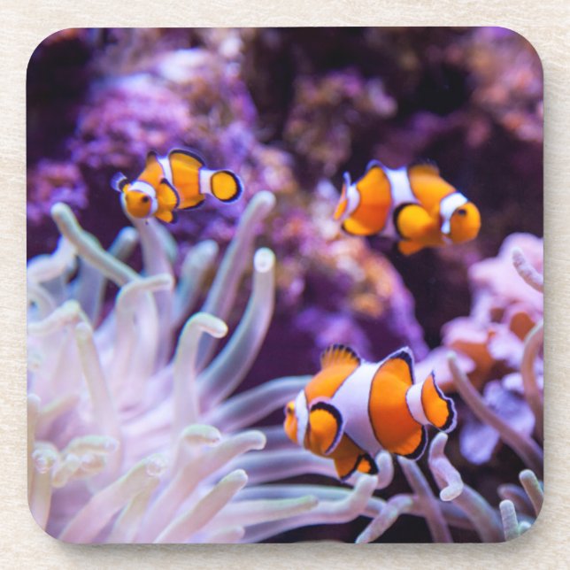 Ocellaris Clownfish | Amphiprion Ocellaris Coaster (Front)