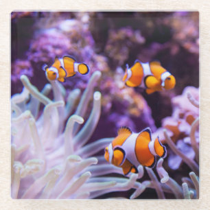 Ocellaris Clownfish Amphiprion Ocellaris Glass Coaster