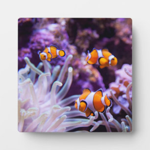 Ocellaris Clownfish Amphiprion Ocellaris Plaque