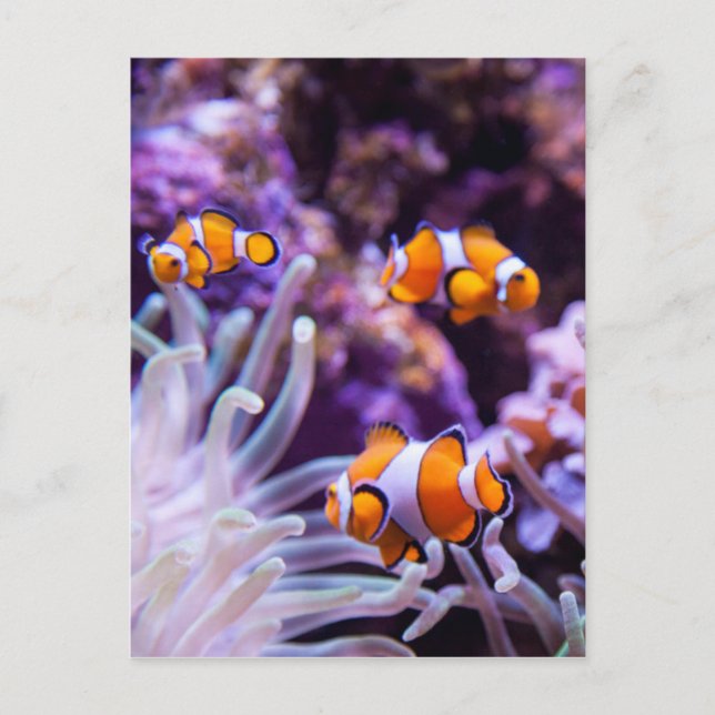 Ocellaris Clownfish | Amphiprion Ocellaris Postcard (Front)