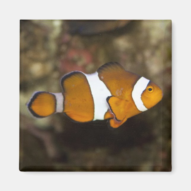 Ocellaris Clownfish Magnet (Front)
