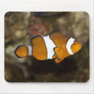 Ocellaris Clownfish Mouse Pad