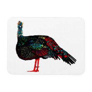 Ocellated Turkey Magnet