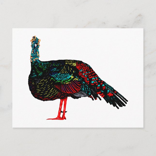Ocellated Turkey Postcard (Front)