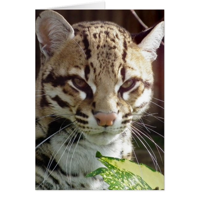 Ocelot (Front)