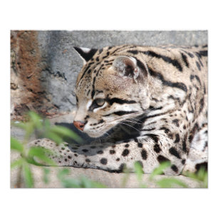 Ocelot Closeup Photo Print