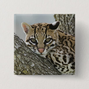 Ocelot, Felis pardalis, captive, female resting 2 15 Cm Square Badge