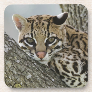 Ocelot, Felis pardalis, captive, female resting 2 Coaster