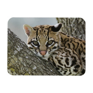 Ocelot, Felis pardalis, captive, female resting 2 Magnet