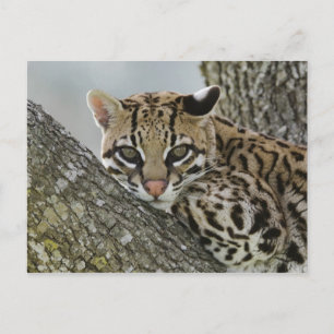 Ocelot, Felis pardalis, captive, female resting 2 Postcard