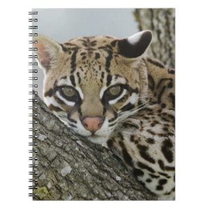 Ocelot, Felis pardalis, captive, female resting 2 Spiral Notebook