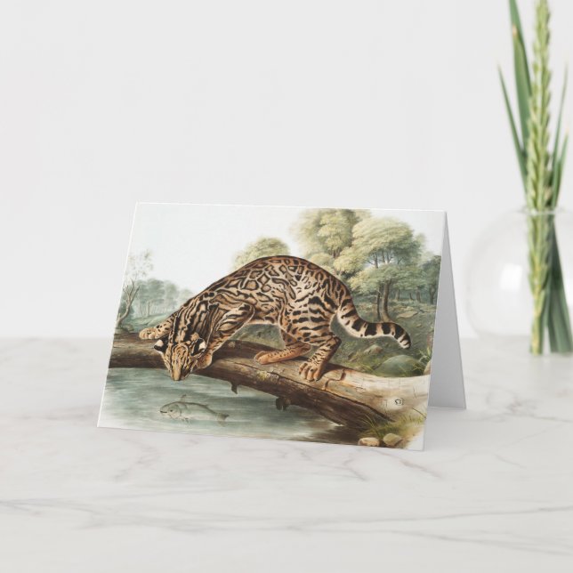 Ocelot, Leopard Cat (Felis pardalis) Illustration Card (Front)