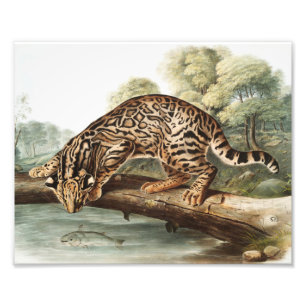 Ocelot, Leopard Cat (Felis pardalis) Illustration Photo Print