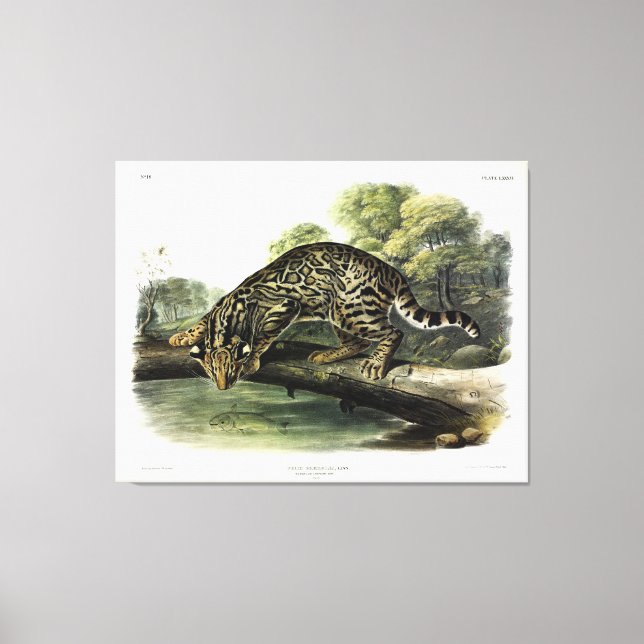 Ocelot, Leopard-Cat (Leopardus pardalis) - Audubon Canvas Print (Front)