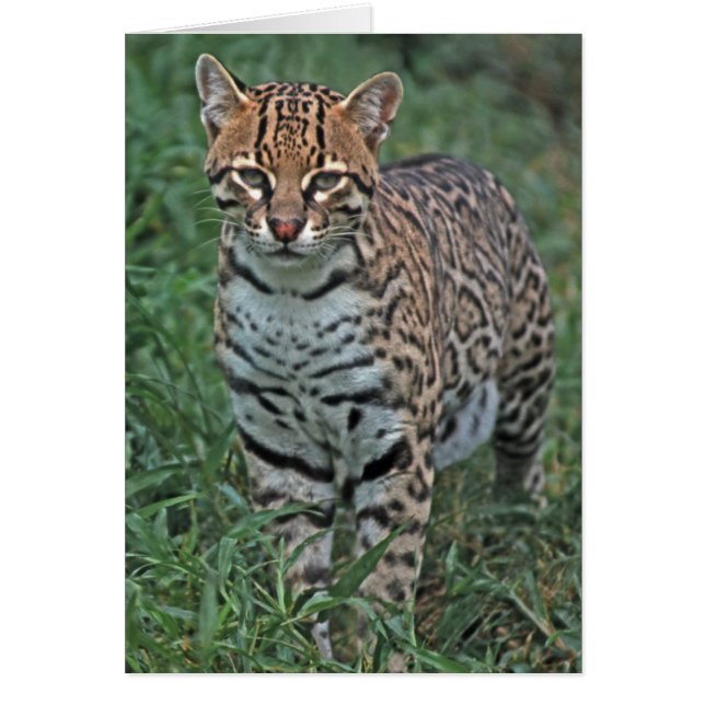 OCELOT Leopardus pardalis) CENTRAL AMERICA (Front)
