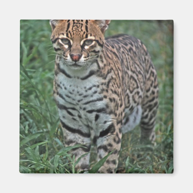 OCELOT Leopardus pardalis) CENTRAL AMERICA Magnet (Front)