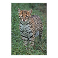 OCELOT Leopardus pardalis) CENTRAL AMERICA