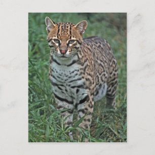 OCELOT Leopardus pardalis) CENTRAL AMERICA Postcard