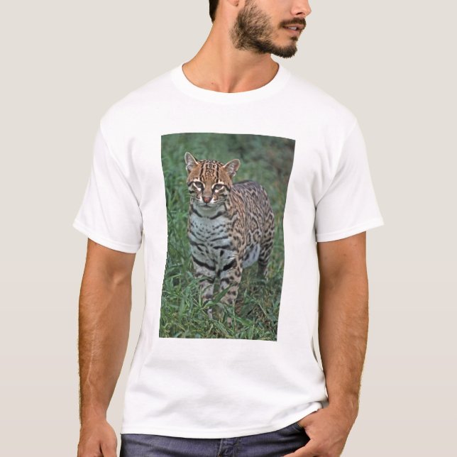 OCELOT Leopardus pardalis) CENTRAL AMERICA T-Shirt (Front)