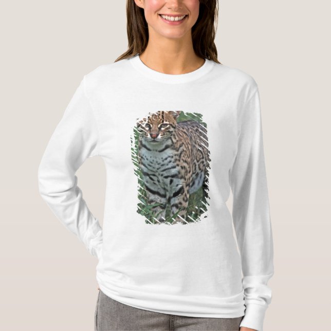 OCELOT Leopardus pardalis) CENTRAL AMERICA T-Shirt (Front)