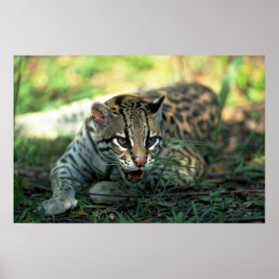 Ocelot lying down poster
