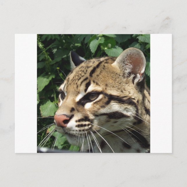 Ocelot Postcard (Front)