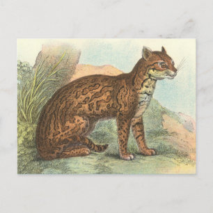 Ocelot Postcard