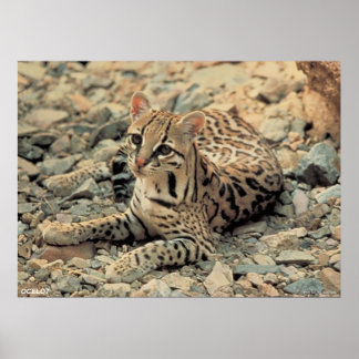 Ocelot Poster