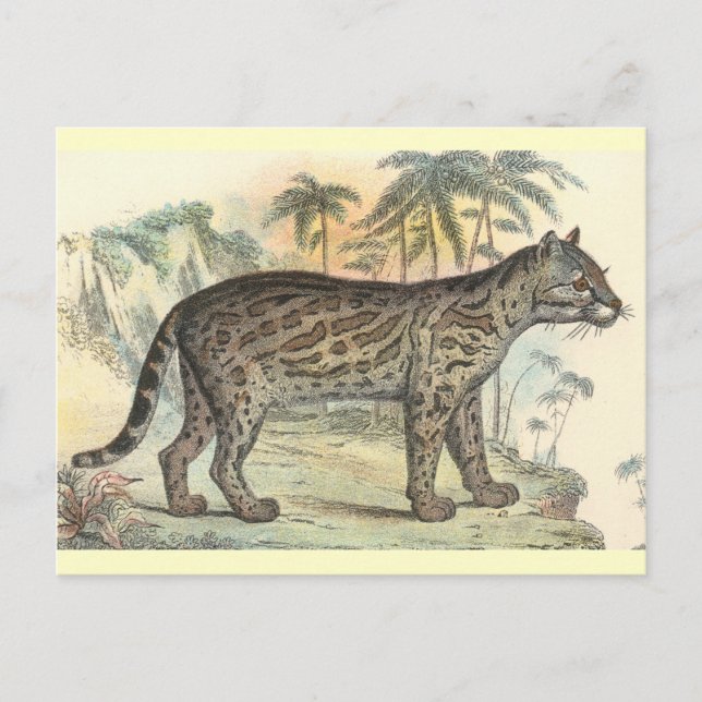 Ocelot (variety) postcard (Front)