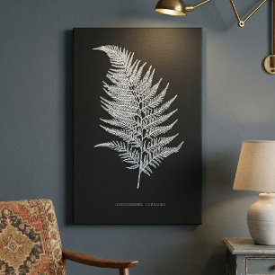 Ochre Fern Frond, Gymnogramma Ochracea  Canvas Print