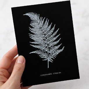 Ochre Fern Frond, Gymnogramma Ochracea  Postcard