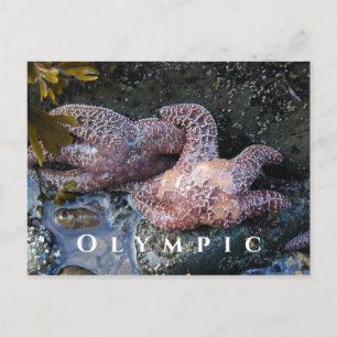 Ochre Sea Stars,Tide Pool, Olympic National Park Postcard
