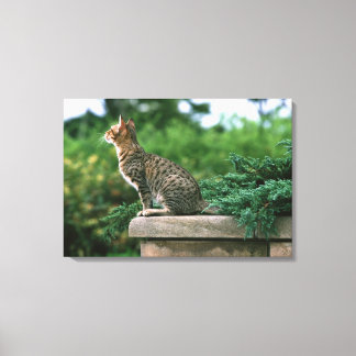 Ocicat 2 canvas print