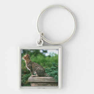 Ocicat 2 key ring