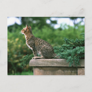 Ocicat 2 postcard