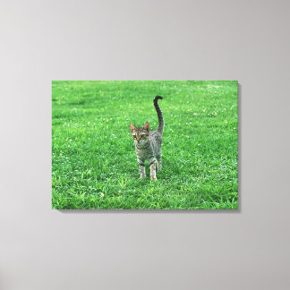 Ocicat 3 canvas print
