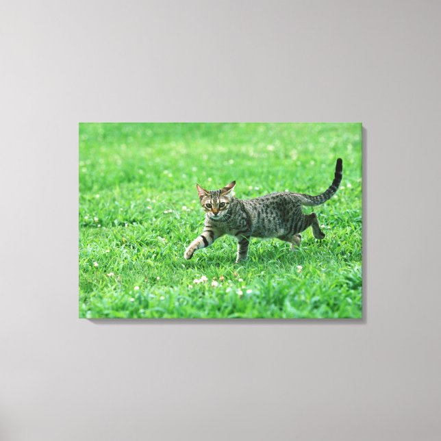 Ocicat Canvas Print (Front)
