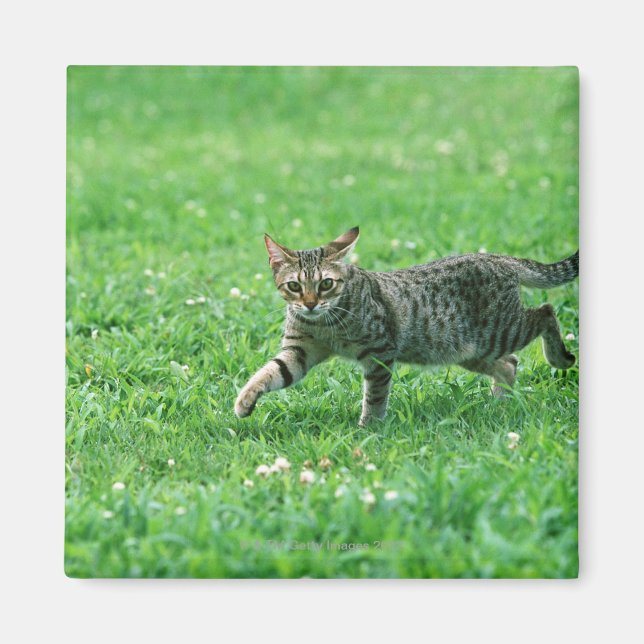 Ocicat Magnet (Front)